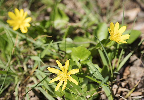 포토 JPG 해외이미지 식물 계절 꽃잎 꽃 백그라운드 잎 자연 부활절 사람없음 초록색 컬러풀 노란색 정원 봄 활발 들꽃 벚꽃 신선 황금 닫기 습지 4월 5월 보케 내추럴 꽃수술 해외포토 기념일 컬러 컨셉 모션 날짜 생태계 파일형식 이미지허브