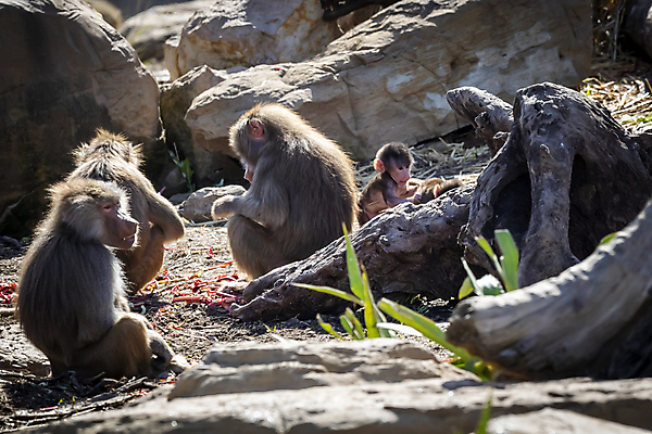 포토 JPG 해외이미지 나무 동물 무기 야생동물 장난 포유류 가족 자연 놀이 휴식 털 사람없음 야외 햇빛 갈색 머리 걷기 산책 원숭이 아기 치아 모피 꼬리 침팬지 해외포토 식물 컬러 컨셉 관계 모션 사람 신체부위 태양 소화기관 생태계 파일형식 이미지허브