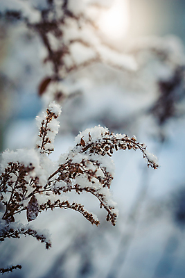 포토 JPG 해외이미지 식물 계절 백그라운드 겨울 자연 건조 사람없음 야외 얼음 추위 백발 흰색 나뭇가지 눈송이 12월 질감 서리 1월 내추럴 2월 시베리아 눈내림 해외포토 자연요소 나무 헤어스타일 컬러 눈_날씨 날짜 생태계 파일형식 이미지허브
