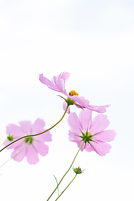 포토 JPG 해외이미지 식물 꽃잎 꽃 분홍색 백그라운드 꽃무늬 자연 사람없음 야외 여름 컬러풀 정원 봄 벚꽃 흰색 코스모스 내추럴 해외포토 계절 컬러 무늬 생태계 파일형식 이미지허브