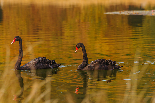 포토 JPG 해외이미지 동물 호수 야생동물 조류 사람없음 빨간색 물 견본 검은색 이탈리아 흰색 끝 깃털 부리 백조 해외포토 자연요소 유럽 컬러 파일형식 이미지허브
