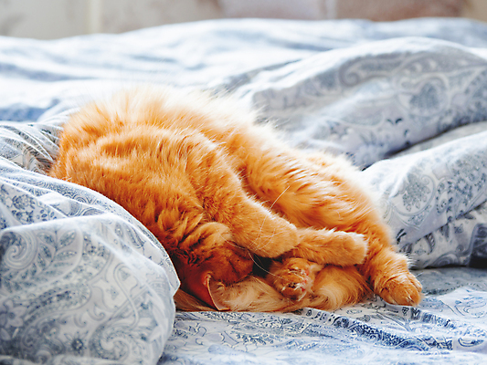 포토 JPG 해외이미지 한마리 휴식 실내 사람없음 반려동물 햇빛 고양이 이불 침대 낮잠 시트 반려묘 해외포토 동물 1 가구 컨셉 포유류 침구 내부 태양 잠 파일형식 이미지허브