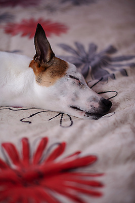 포토 JPG 해외이미지 동물 얼굴 실내 사람없음 세로 반려동물 침대 잠 개 강아지 테리어 송곳니 혼자 해외포토 가구 포유류 내부 신체부위 치아 파일형식 이미지허브