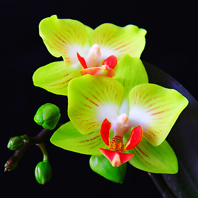 포토 JPG 해외이미지 식물 디자인 꽃잎 꽃 줄기 분홍색 백그라운드 잎 꽃무늬 자연 선물 사람없음 장식 초록색 보라색 검은색 벚꽃 흰색 나뭇가지 신선 개화 난초 우아함 닫기 제비꽃 호접란 강렬 고립 이국적 해외포토 나무 컬러 컨셉 무늬 모션 생태계 파일형식 이미지허브