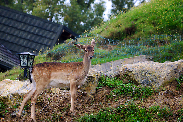 포토 JPG 해외이미지 동물 1 응시 공원 여자 남자 야생동물 백그라운드 밭 포유류 자연 털 동물원 서기 사람없음 야외 초록색 갈색 환경 달러 봄 흰색 시골 아기 숲 작음 귀 서식지 내추럴 동물상 아기사슴 해외포토 시선 계절 공공시설 새끼 컬러 돈 농업 모션 사슴 사람 신체부위 조형물 크기 생태계 파일형식 이미지허브