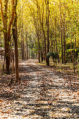 포토 JPG 해외이미지 나무 계절 공원 도로 여행 잎 자연 풍경 사람없음 야외 초록색 여름 파란색 햇빛 노란색 정원 가을 시골 숲 내추럴 방법 해외포토 식물 공공시설 길 컬러 교통시설 태양 생태계 파일형식 이미지허브
