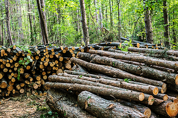 포토 JPG 해외이미지 나무 산업 백그라운드 패턴 자연 불 추상 사람없음 야외 목재 갈색 쌓기 환경 에너지 시골 소나무 뜨거움 원형 거친 주식 숲 장작 자르기 묘사 질감 날것 통나무 나무껍질 연료 수납 자원 잡동사니 흙더미 내추럴 벌목 수목 옛날 개조 해외포토 자연요소 도형 식물 컬러 무늬 재료 모션 금융 흙 껍질 생태계 파일형식 더미 이미지허브