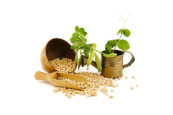 포토 JPG 해외이미지 식물 음식 백그라운드 농업 다이어트 채소 재료 건조 건강 병아리 요리 씨앗 사람없음 목재 갈색 노란색 식사 침묵 흰색 시골 신선 사발 캔 닫기 상품 낟알 묘사 물주기 국자 유기농 완두콩 날것 흘림 흙더미 내추럴 단백질 병아리콩 생식 채식주의자 비건 해외포토 나무 웰빙 산업 컬러 모션 조류 주방용품 콩 소리 흙 사기그릇 채식 영양소 파일형식 더미 이미지허브