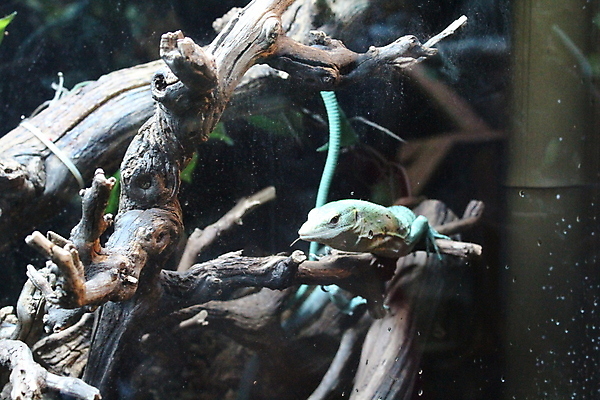 포토 JPG 해외이미지 나무 동물 1 야생동물 백그라운드 패턴 신체 파충류 자연 주택 사람없음 야외 초록색 갈색 노란색 나뭇가지 용 큼 피부 꼬리 도마뱀 리빙 내추럴 해외포토 식물 컬러 무늬 건물 신체부위 크기 생태계 파일형식 이미지허브