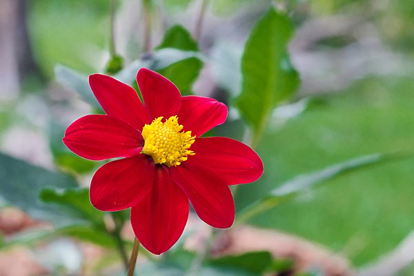 포토 JPG 해외이미지 식물 꽃 밭 자연 종류 사람없음 장식 빨간색 초록색 정원 벚꽃 개화 수분 원예 해외포토 컬러 농업 취미 생태계 파일형식 이미지허브