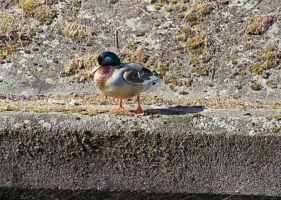 포토 JPG 해외이미지 동물 조류 오리 사람없음 해외포토 파일형식 이미지허브