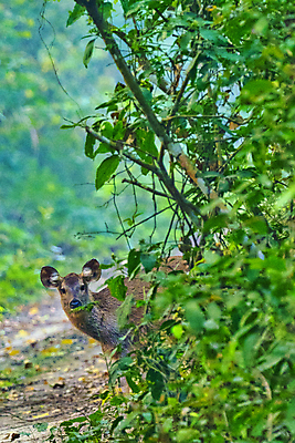 포토 JPG 해외이미지 동물 척추동물 아시아 야생동물 자연 사슴 국립공원 사람없음 초록색 환경 다양 보호 숲 생태계 생물학 네팔 서식지 동물상 무료 보호구역 생태학 해외포토 공원 교육 나라 컬러 다수 컨셉 포유류 조형물 구역 파일형식 이미지허브