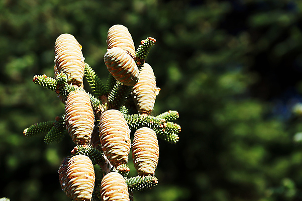 포토 JPG 해외이미지 계절 공원 벽지 새로움 매달리기 사람없음 야외 파란색 빛 크리스마스트리 맑음 경기장 성장 흰색 나뭇가지 숲 큼 발사 원예 다람쥐 솔방울 침엽수 거짓말 삼나무 어려움 잇몸 총쏘기 가문비나무 많음 카피스페이스 해외포토 나무 공공시설 컬러 컨셉 크리스마스 신체 스포츠시설 모션 날씨 취미 공백 설치류 크기 파일형식 이미지허브
