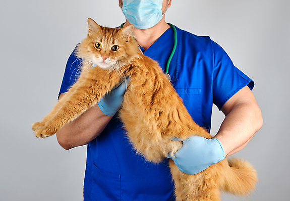 포토 JPG 해외이미지 백인 한마리 남자 장갑 유니폼 청진기 안기 건강 병원 한명 사람 상반신 성인 앞모습 치료 반려동물 고양이 진료 잡기 동물병원 수의사 돌봄 성인남자한명만 해외포토 서양인 동물 1 잡화 옷 뷰포인트 포유류 의학 의료기기 모션 의사 남자한명만 성인남자만 파일형식 이미지허브