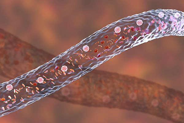 포토 JPG 해외이미지 세포 사람없음 3D 혈관 적혈구 혈구 백혈구 해외포토 장기_의학 디지털합성 파일형식 이미지허브
