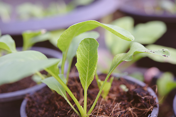 포토 JPG 해외이미지 식물 잡화 꽃 지구 음식 백그라운드 잎 농업 채소 자연 아침 주택 건강 사람없음 야외 초록색 여름 빛 농장 세일 새싹 환경 정원 검은색 중국 흙 봄 수확 성장 신선 냄비 유기농 원예 날것 성분 내추럴 채소밭 떠남 모종 숙성 해외포토 주간 웰빙 계절 산업 아시아 컬러 밭 모션 취미 건물 솥 생태계 파일형식 이미지허브