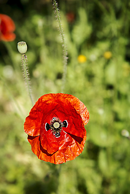 포토 JPG 해외이미지 식물 1 계절 꽃잎 꽃 지구 줄기 백그라운드 농업 자연 사람없음 야외 빨간색 컬러풀 햇빛 정원 봄 벚꽃 시골 신선 개화 양귀비 내추럴 해외포토 산업 컬러 태양 생태계 파일형식 이미지허브