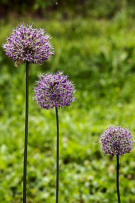포토 JPG 해외이미지 식물 꽃 곡선 전구 양파 마늘 사람없음 장식 초록색 정원 성장 벚꽃 흰색 개화 원예 화단 꽃수술 해외포토 선 컬러 채소 취미 파일형식 이미지허브
