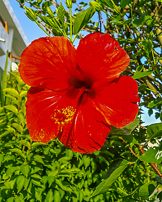 포토 JPG 해외이미지 식물 1 디자인 꽃잎 꽃 백그라운드 잎 꽃무늬 자연 주택 사람없음 야외 빨간색 초록색 여름 정원 봄 벚꽃 개화 내추럴 이국적 히비스커스 해외포토 계절 컬러 무늬 건물 생태계 파일형식 이미지허브