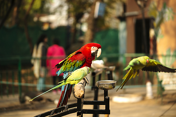 포토 JPG 해외이미지 동물 공원 야생동물 날개 자연 조류 동물원 사람없음 빨간색 초록색 파란색 반려동물 컬러풀 노란색 견과류 쌍 숲 먹기 깃털 부리 앵무새 진홍색 내추럴 동물상 마카오 아마존 이국적 해외포토 공공시설 컬러 모션 조형물 생태계 파일형식 이미지허브