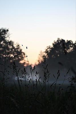 포토 JPG 해외이미지 계절 자연 잔디 사람없음 야외 초록색 일몰 저녁 해외포토 식물 컬러 노을 야간 생태계 파일형식 이미지허브