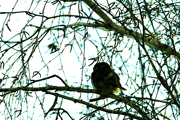 포토 JPG 해외이미지 동물 자연 조류 사람없음 육식동물 부엉이 해외포토 생태계 파일형식 이미지허브