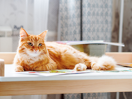 포토 JPG 해외이미지 응시 탁자 사람없음 반려동물 고양이 책상 해외포토 동물 시선 가구 포유류 파일형식 이미지허브