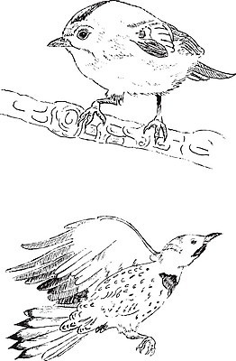 EPS 해외이미지 나무 동물 실루엣 야생동물 날개 일러스트 발 자연 조류 미술 그래픽 파란색 세트 갈색 검은색 힘 나뭇가지 스케치 깃털 질감 비둘기 꼬리 부리 윤곽 참새 고립 메추리 발톱 엘리먼트 해외일러스트 식물 컬러 문화예술 촬영기법 신체부위 생태계 파일형식 벡터 이미지허브