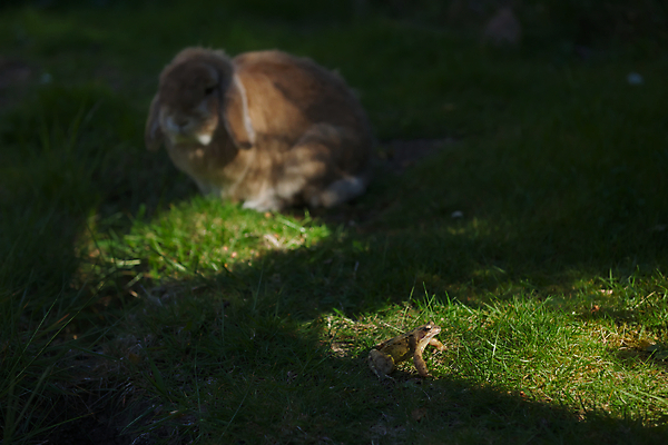 포토 JPG 해외이미지 동물 여유 야생동물 포유류 자연 함께함 따뜻함 개구리 양서류 그림자 잔디 사람없음 초록색 친구 빛 반려동물 햇빛 환경 정원 어둠 촉촉함 쌍 비교 저녁 작음 자르기 피부 귀 솜털 특별함 강조 해외포토 식물 감정 컬러 컨셉 관계 모션 신체부위 태양 젖음 야간 크기 생태계 파일형식 이미지허브