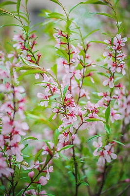 포토 JPG 해외이미지 나무 식물 계절 꽃잎 꽃 분홍색 자연 사람없음 야외 보라색 봄 벚꽃 나뭇가지 5월 관목 아몬드 내추럴 해외포토 컬러 견과류 날짜 생태계 파일형식 이미지허브