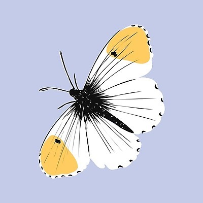 EPS 해외이미지 동물 디자인 야생동물 나비 곤충 결혼 백그라운드 컨셉 패턴 날개 오렌지 일러스트 자연 안테나 미술 그래픽 장식 초록색 여름 파란색 세트 컬러풀 갈색 노란색 검은색 공백 흰색 화려 클래식 수집 그림 초대 고립 스타일 현실 해외일러스트 계절 컬러 무늬 과일 통신 문화예술 이벤트 생태계 파일형식 벡터 이미지허브