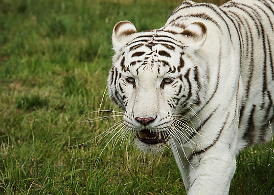 포토 JPG 해외이미지 주간 한마리 응시 야생동물 동물원 근접촬영 사람없음 야외 맹수 백호 해외포토 자연요소 동물 1 시선 뷰포인트 호랑이 파일형식 사방신 이미지허브