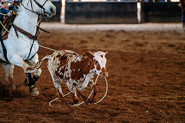 포토 JPG 해외이미지 동물 남자 밧줄 스포츠 포즈 모션 이벤트 사람없음 달리기 가축 경쟁 경기장 목장 운전 잡기 거친 소 승마 카우보이 호주 승차 위험 속도 황소 먼지 목 로데오 송아지 라이더 서쪽 해외포토 줄 새끼 컨셉 포유류 스포츠시설 사람 신체부위 오세아니아 방향 파일형식 이미지허브