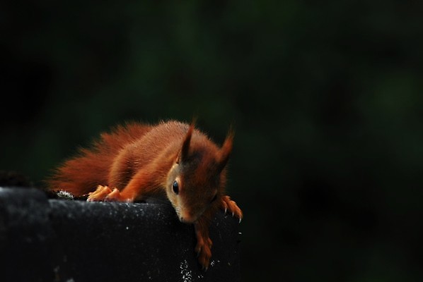 포토 JPG 해외이미지 동물 야생동물 포유류 자연 지붕 주택 사람없음 야외 갈색 가장자리 옥상 다람쥐 내추럴 동물상 해외포토 컬러 건물 조형물 둘레 설치류 생태계 파일형식 이미지허브