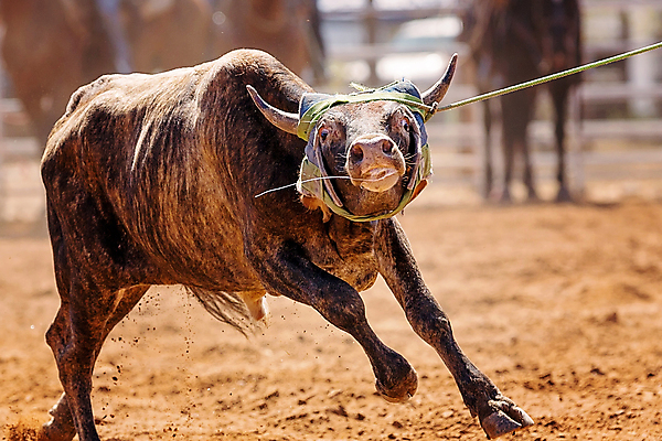 포토 JPG 해외이미지 동물 얼굴 밧줄 스포츠 포즈 뿔 이벤트 사람없음 머리 가축 경쟁 목장 고통 운전 분노 시골 잡기 소 카우보이 승차 고민 황소 싸움 먼지 로데오 송아지 서쪽 해외포토 감정 줄 새끼 컨셉 포유류 모션 신체부위 방향 파일형식 이미지허브