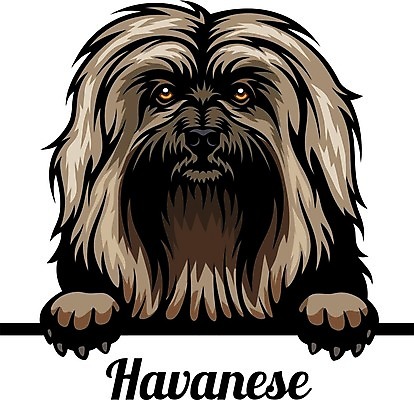 EPS 해외이미지 클립아트 동물 디자인 행복 실루엣 얼굴 새끼 일러스트 포유류 가족 발 자연 미술 미소 반려동물 머리 그리기 개 강아지 만화 수집 엿보기 심볼 사인 그림 사냥개 고립 캐리커처 해외일러스트 감정 관계 모션 문화예술 촬영기법 표정 신체부위 생태계 파일형식 벡터 이미지허브