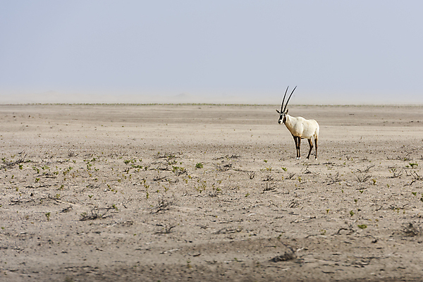 포토 JPG 해외이미지 동물 1 얼굴 백그라운드 신체 포유류 자연 초식동물 건조 털 뿔 풍경 사람없음 파란색 갈색 달러 검은색 사막 중앙 보호 모래언덕 영양 멸종 동쪽 아랍에미리트 고립 동물상 두바이 혼자 해외포토 컬러 컨셉 돈 중동 신체부위 조형물 방향 언덕 생태계 파일형식 이미지허브