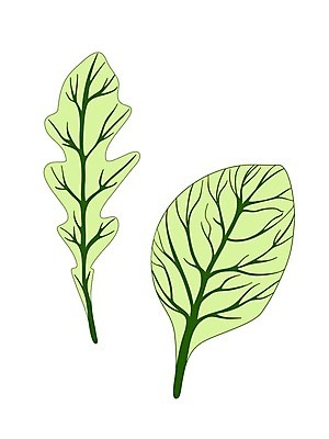 EPS 해외이미지 식물 손 디자인 음식 백그라운드 잎 농업 다이어트 채소 일러스트 재료 자연 건강 요리 그래픽 초록색 세트 주방 정원 샐러드 로켓 수확 흰색 신선 양념 시장 인쇄 허브 향신료 오브젝트 메뉴 그림 유기농 날것 시금치 내추럴 고립 루꼴라 엘리먼트 채식주의자 해외일러스트 웰빙 산업 컬러 신체부위 생태계 채식 향미료 파일형식 벡터 이미지허브