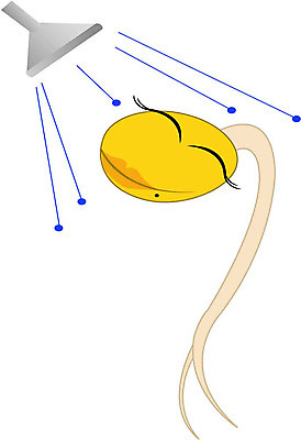 EPS 클립아트 식물 캐릭터 여자 채소 일러스트 식재료 상상 자연 사람없음 목욕 콩나물 여자만 일러캐릭터 사람 청결 생태계 나물 파일형식 벡터