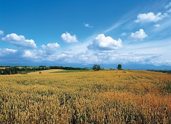 포토 JPG 주간 구름 사계절 계절 배경화면 백그라운드 밭 자연 하늘 풍경 초원 사람없음 야외 가을 국내포토 자연요소 농업 생태계 파일형식