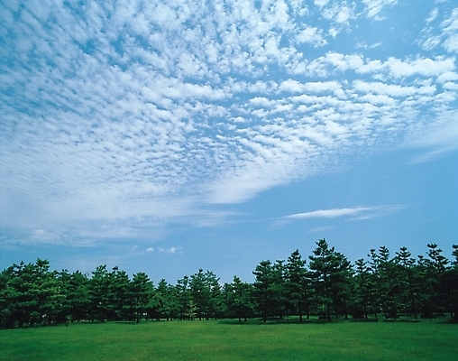 포토 JPG 주간 나무 구름 자연 하늘 풍경 초원 사람없음 야외 국내포토 자연요소 식물 생태계 파일형식
