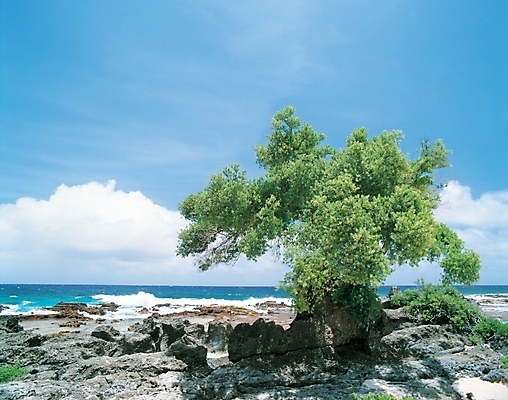 포토 JPG 주간 나무 식물 구름 사계절 계절 바다 자연 하늘 풍경 해변 사람없음 야외 여름 암석 돌_바위 바위 입하 국내포토 자연요소 절기 생태계 파일형식
