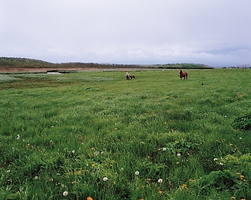 포토 JPG 주간 자연 한국 풍경 초원 사람없음 야외 제주도 가축 목초지 목장 말_동물 축산업 숲 망아지 국내포토 자연요소 동물 산업 아시아 새끼 포유류 생태계 파일형식 초원_자연