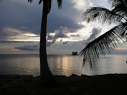 포토 나무 식물 해외풍경 바다 자연 풍경 해변 야자수 노을 저녁 국내포토 자연요소 해외 야간 생태계 파일형식