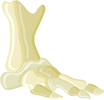 EPS 클립아트 일러스트 해부 의학 뼈 사람없음 장기 근골격기관 오브젝트 발뼈 국내일러스트 신체 장기_의학 파일형식 벡터