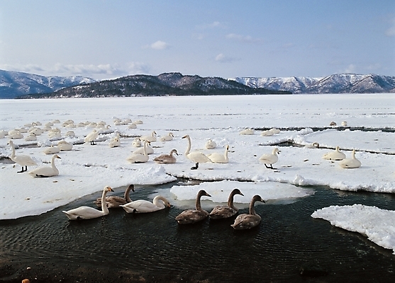 포토 JPG 주간 동물 척추동물 사계절 계절 배경화면 백그라운드 겨울 자연 조류 풍경 사람없음 야외 얼음 눈 새떼 국내포토 자연요소 날씨 생태계 파일형식