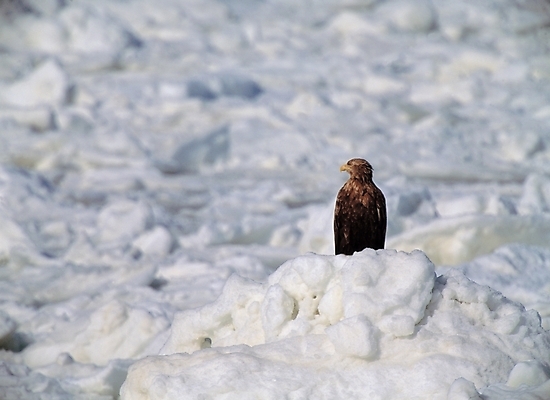 포토 JPG 주간 동물 척추동물 한마리 사계절 계절 백그라운드 겨울 자연 조류 풍경 근접촬영 사람없음 야외 눈 국내포토 자연요소 1 뷰포인트 날씨 생태계 파일형식