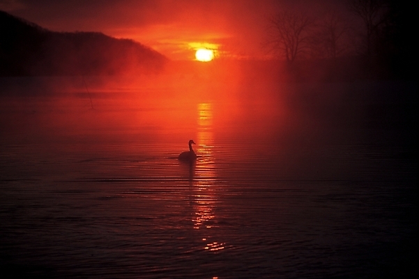 포토 JPG 주간 호수 물결 자연 조류 하늘 풍경 사람없음 야외 태양 일출 황혼 일몰 수면 백조 고니 국내포토 자연요소 동물 물 노을 생태계 파일형식