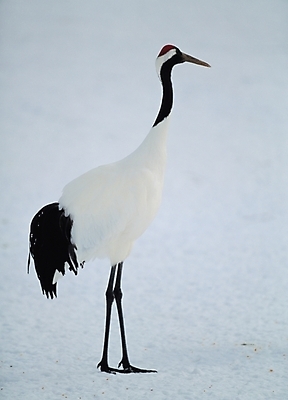 포토 JPG 주간 동물 척추동물 자연 조류 근접촬영 사람없음 야외 학 국내포토 자연요소 뷰포인트 생태계 파일형식