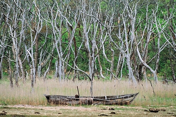포토 JPG 주간 나무 자연 풍경 사람없음 야외 나뭇가지 숲 조각배 선박 국내포토 자연요소 식물 수상교통 배_교통 생태계 파일형식